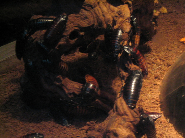 618x457 pixels (174K)